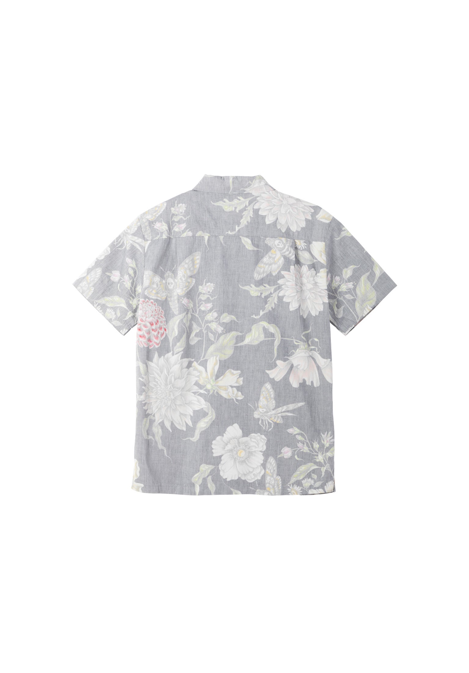 Hawkmoth black Rueckenansicht